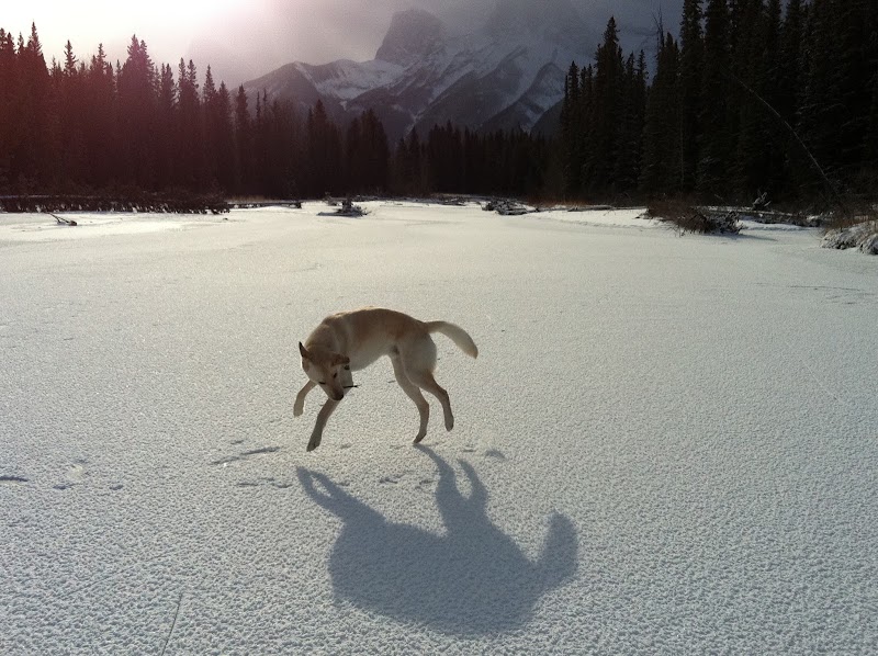 Canmore Veterinary Hospital