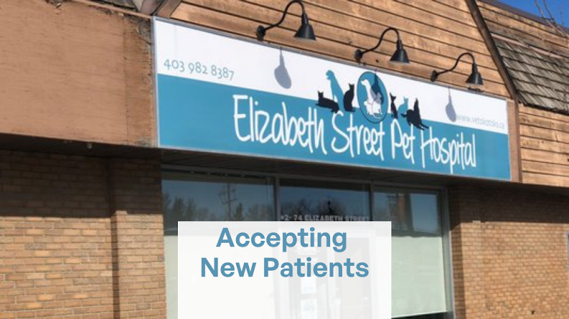 Elizabeth Street Pet Hospital
